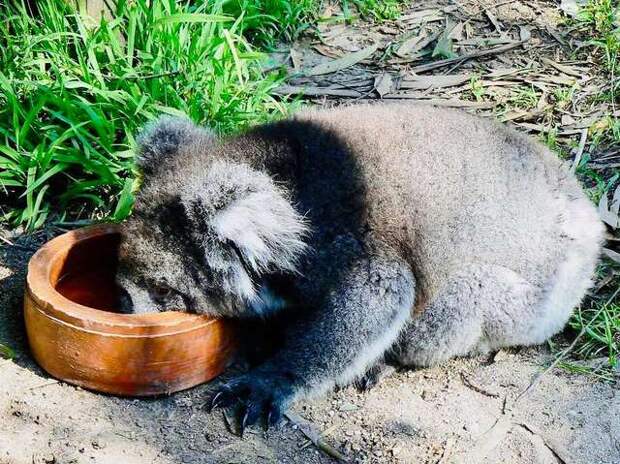 коала кушает