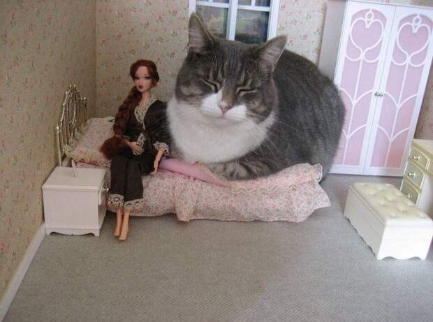 20+ котов-преступников, которых мы уже простили