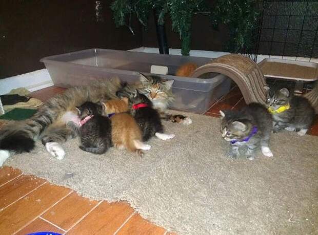 Без кота и жизнь не та