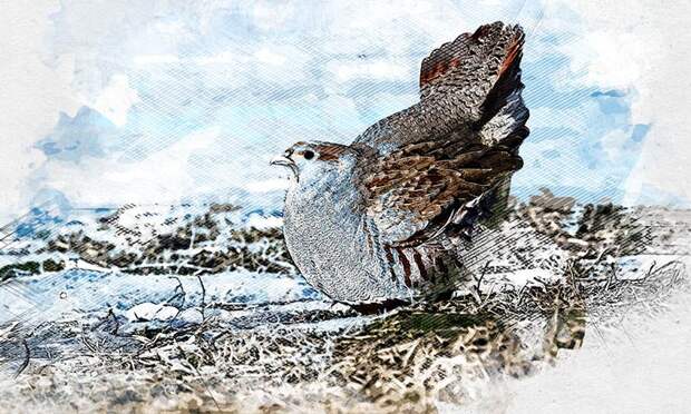 Встреча с серыми куропатками принесла победу орловчанке на фотоконкурсе