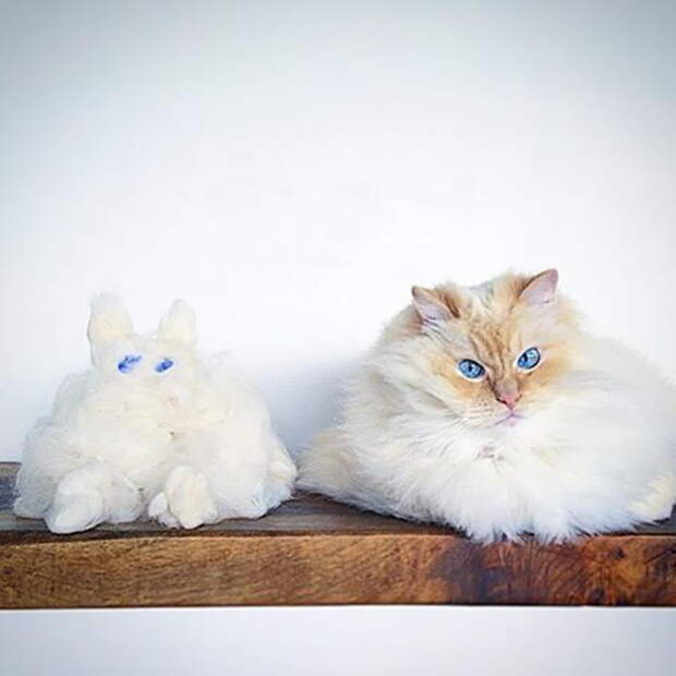 Невероятный кот, который утопает в собственной шерсти