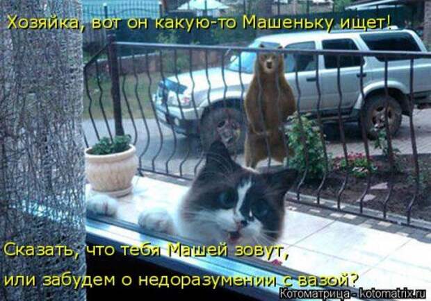 Новая котоматрица на Бугаге (33 фото)