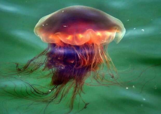Бывают медузы, которые умеют, но не Любят плавать.