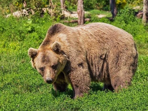 Уральский грибник подрался с медведицей и отправил ее в нокдаун