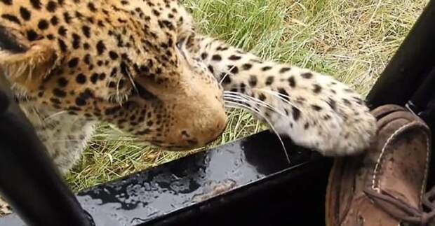 Турист, посетивший заповедник в Ботсване, разрешил леопарду попробовать на зуб свою обувь ботсвана, животные, леопард, обувь, турист