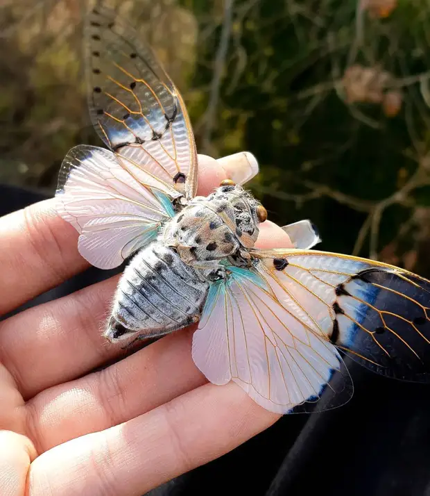 Диковинные насекомые, которых природа наделила инопланетной внешностью