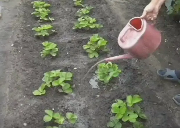 Фото из открытого источника Яндекс. Без рекламных целей, в качестве примера