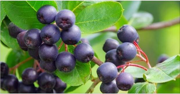 Черная рябина — полезные свойства ягоды, уникальный витаминный состав и лечение
