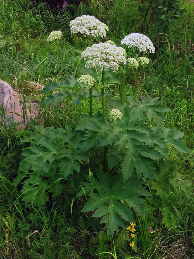 Борщевик растение. Борщевик обыкновенный ядовитое. Heracleum борщевик. Курай, дягиль, борщевик.