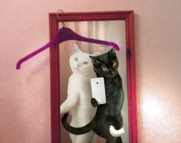 Котоселфи как новый тренд 