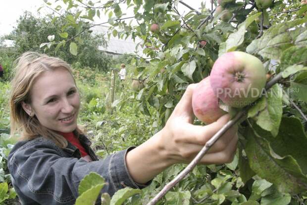 Садовод Рассадина рассказала, чем подкормить яблоню в марте для богатого урожая