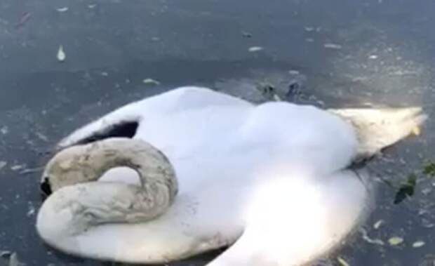 Пух и перья  спалить! У массово погибших на юге Астраханской области лебедей выявили птичий грипп