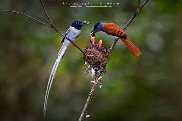 NewPix.ru - Потрясающие фотографии птиц от Mommam Tripleseven