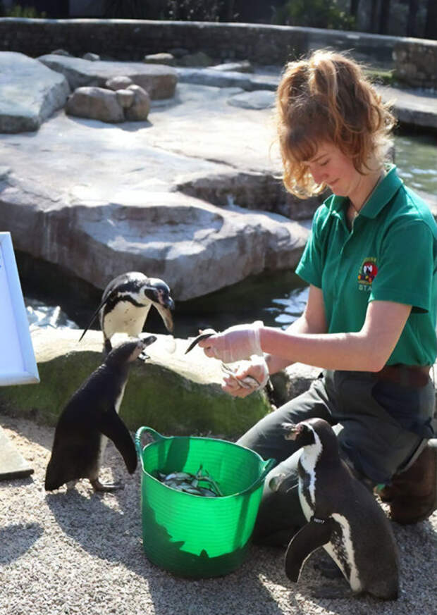 В компании пингвинов и других экзотических обитателей зоопарка три месяца пролетят незаметно.