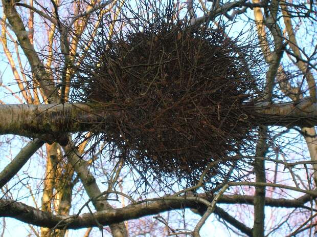 Ведьмины метлы: Странные наросты на деревьях, которые наводят ужас и снижают их урожайность. Откуда они берутся?