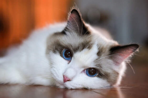 Почти 70% опрошенных россиян хотят налоговый вычет за лечение животных