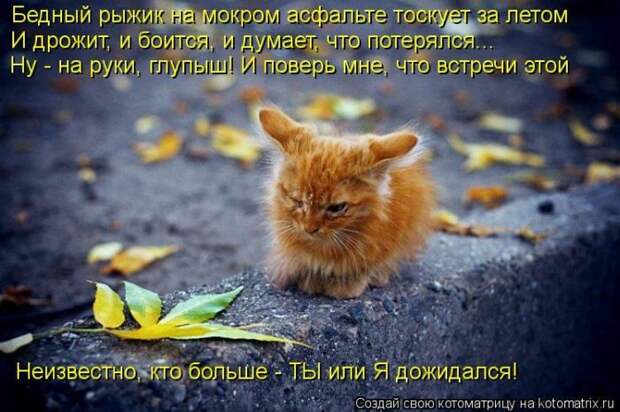 Лучшие котоматрицы недели