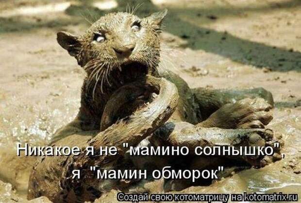 Котоматрица. Мысли вслух :)