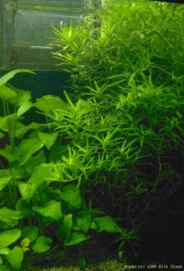 Гетерантера остролистная (Heteranthera zosterifolia или Heteranthera zosteraefolia) - 