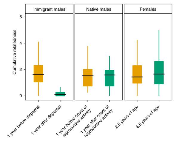 The effect of dispersal and age on the cumulative relatedness of spotted hyaenas. Cumulative relatedness is the sum of relatedness coefficients between an individual and all other clan members calculated through the maternal lineage. For immigrant males (n = 222), cumulative relatedness was calculated 1 year before and after dispersal; for native males (n = 33), 1 year before and after the onset of reproductive activity; and for females (n = 372), 1 year before and after the mean male dispersal age of 3.5 years 21 . The boxes indicate the interquartile range around the median (horizontal bar) and the vertical bars represent the cumulative relatedness values that lie within 1.5 times the interquartile range.