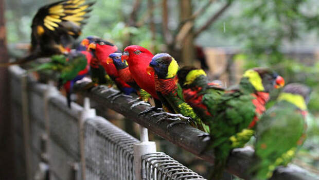 Парк птиц  «Джуронг»  в Сингапуре животные, птицы, путешествия