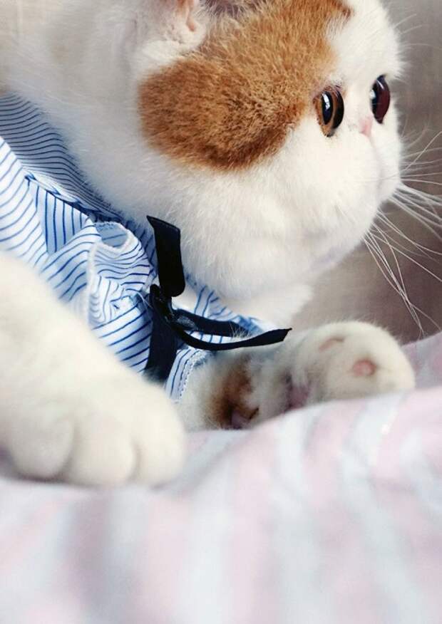 Кот Снупи - звезда интернета. Фото