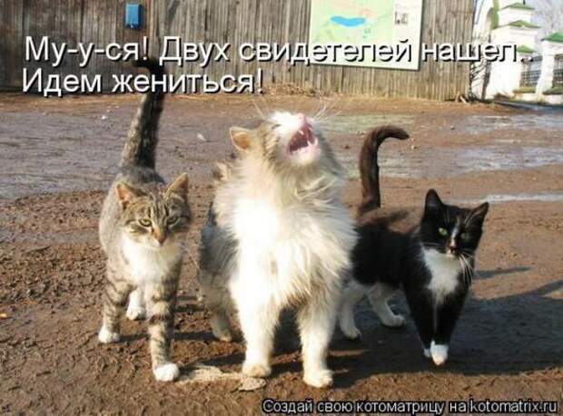 Котоматрицы(картинки с надписями)