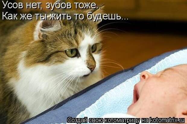 1414135106_kotomatricy-7