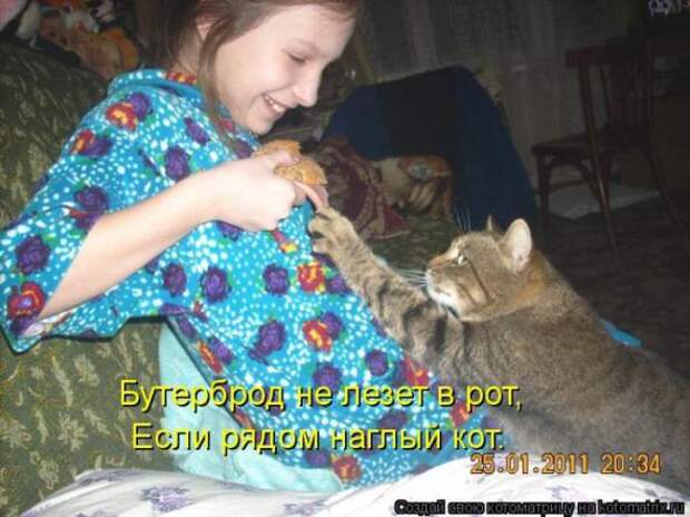Котоматрицы(картинки с надписями)