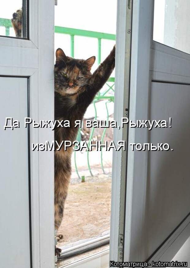 Свежая котоматрица для всех (33 фото)