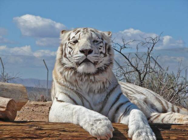 Белый тигр (24 фото)