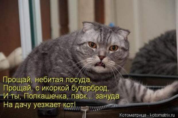 Веселая котоматрица за неделю (28 шт)