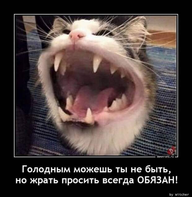 Пятничные демотиваторы: праздники, социум и живность