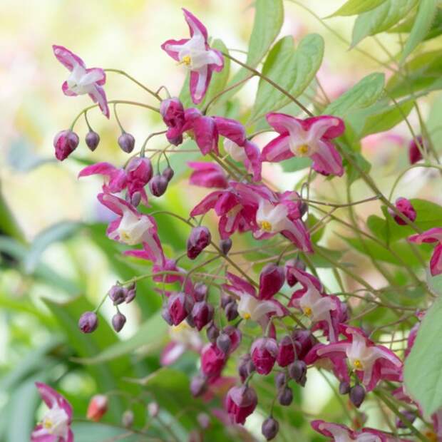 Горянка, или Эпимедиум красный (Epimedium x rubrum)