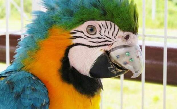 Клюв для попугая напечатали на 3D-принтере добро, животные, спасение