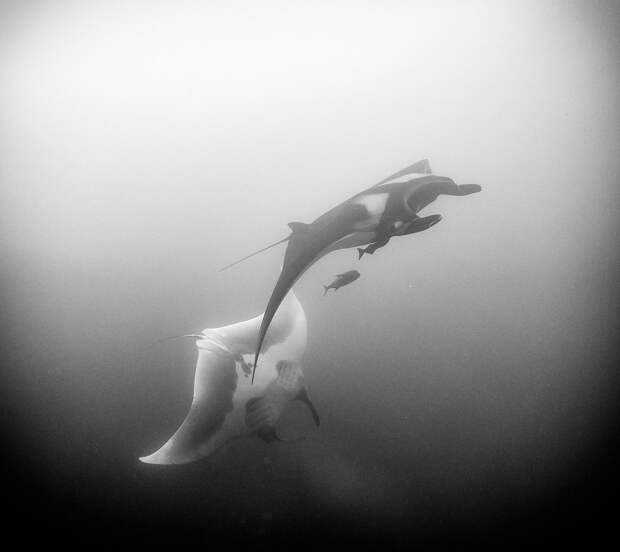 Подводное царство духозахватые чёрно-белые фотографии жизни под водой 27