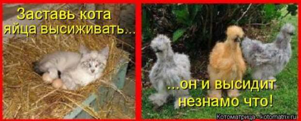Котоматрицы(картинки с надписями)