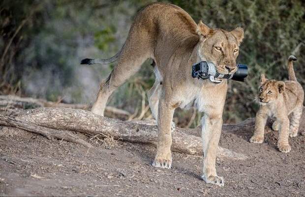 Львица подарила львятам игрушку за $2500 ботсвана, дорогая игрушка, животные, игрушка для львят, львы, национальный парк, фотоаппарат, что упало то пропало
