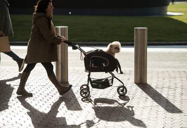 Выставка собак Crufts Dog Show 2019 проходит в Великобритании