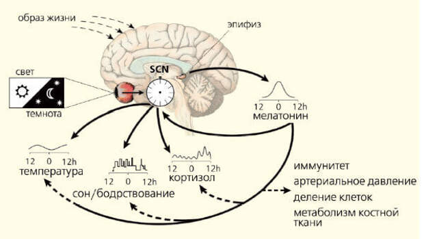 http://www.econet.ru/uploads/pictures/250284/content_gerontology_1__econet_ru.jpg