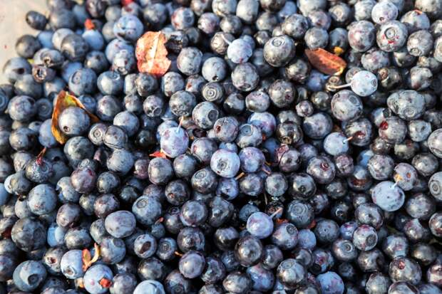 Популярная ягода оказалась полезной для снижения уровня сахара при диабете