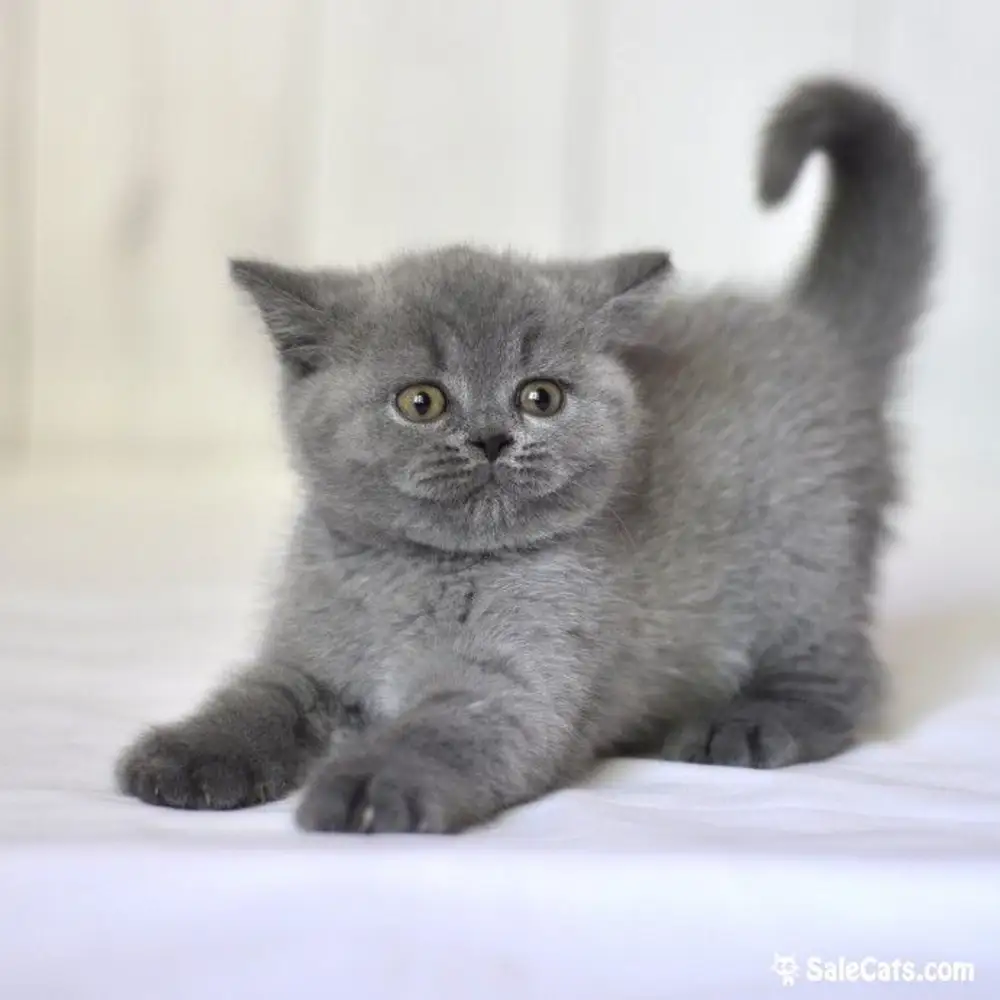 Кличка британца. Дымчатый котенок британец. Британский короткошерстный кот серый. Британские котята серые. Британский дымчатый котенок.