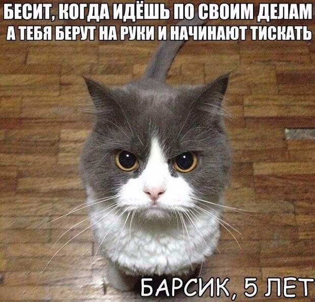 веселые картинки