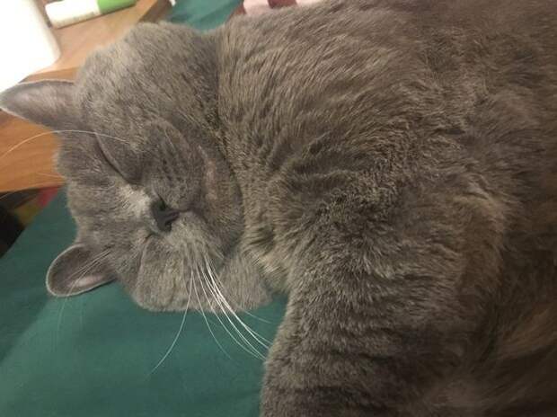 Кот госпитализирован с истощением после ночи с пятью кошками Кот, Усталость