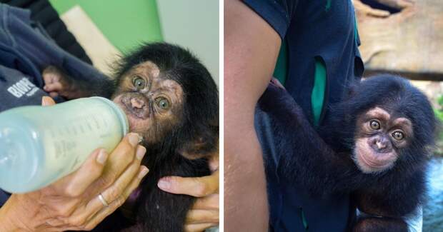 Детёныш шимпанзе остался без мамы, и сотрудники зоопарка на время дали ему игрушку. Их фото растрогает любого!