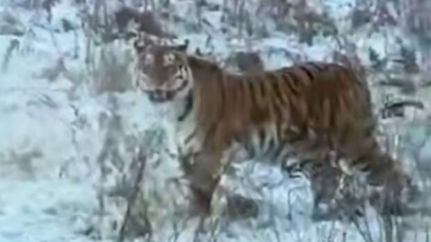 Тигр у дороги / Кадр из видео: Amur Mash