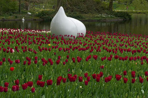 tulips13 Самые яркие тюльпаны со всего света