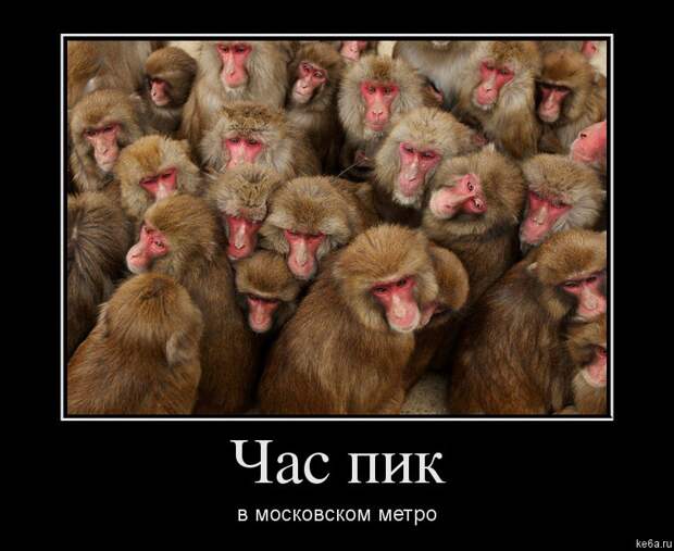 Животным смешно, а вам? (90 фото) smeshnie shivotnie 59 Животным смешно, а вам? (90 фото)