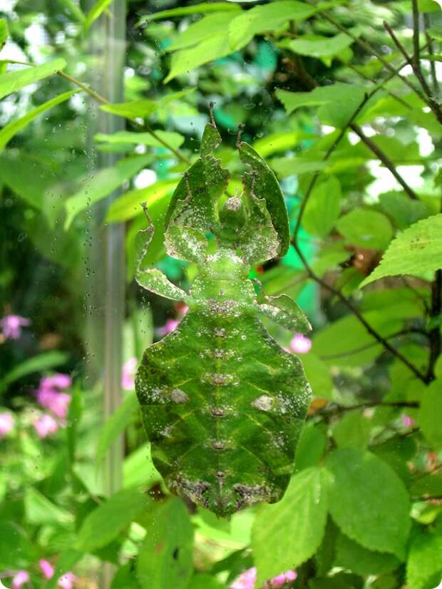 Листотел или листовидка (лат. Phylliidae)