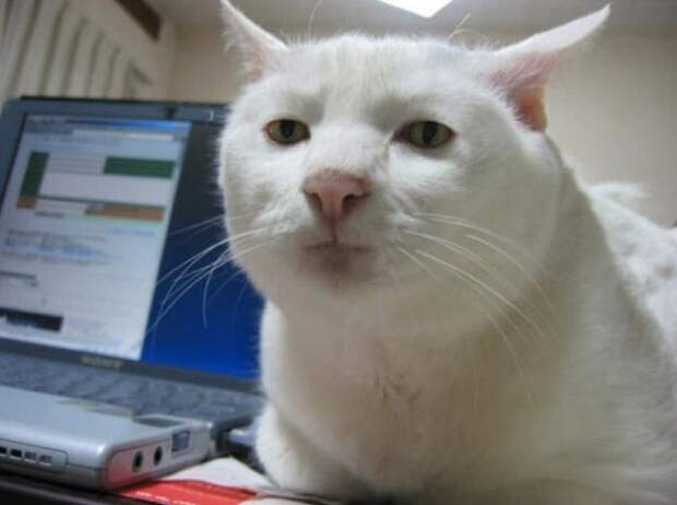 Самые очаровательные печальные коты, грустные коты, жалостные коты